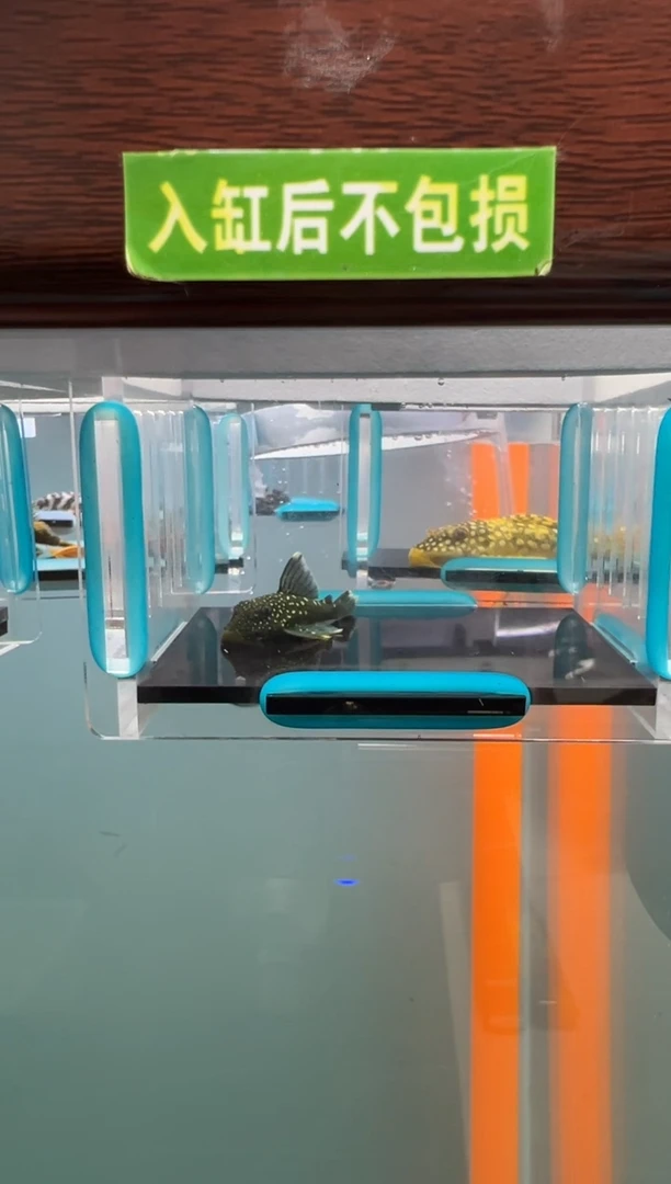 清道夫15号128入缸不包损录制完整开箱视频4.3厘米