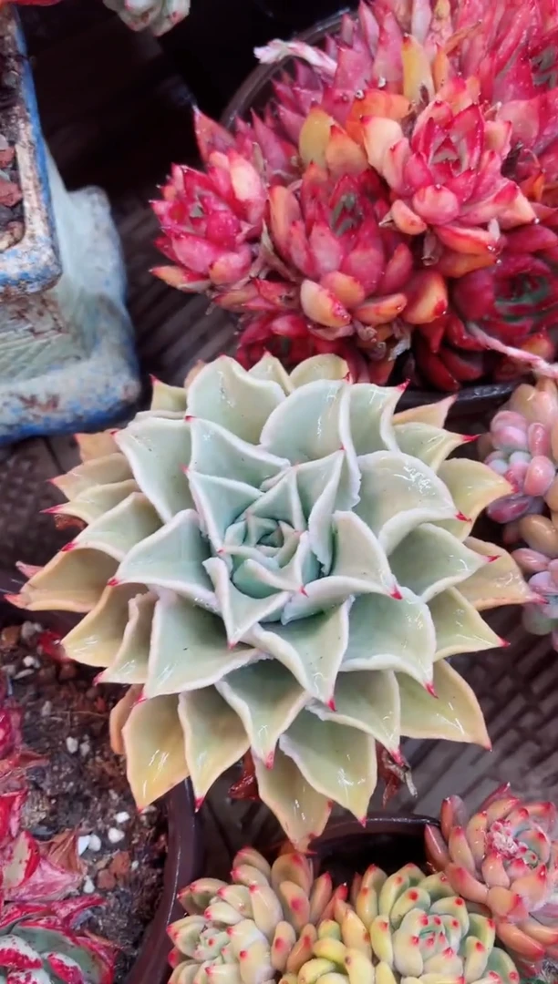 【闪购商品】11001的多肉