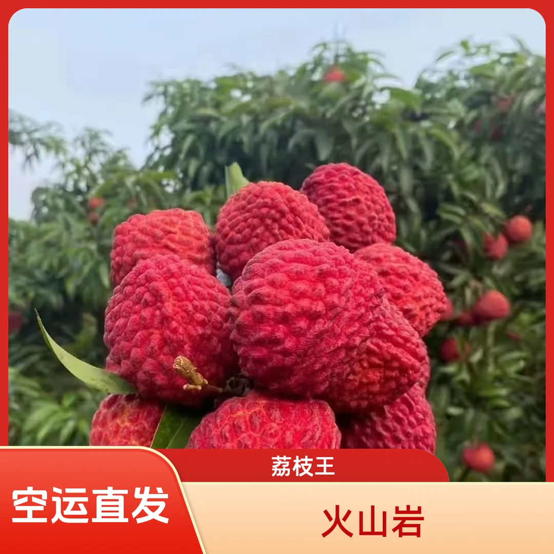【现货顺丰/空运京东】现摘现发海南永兴火山岩荔枝王现摘现发