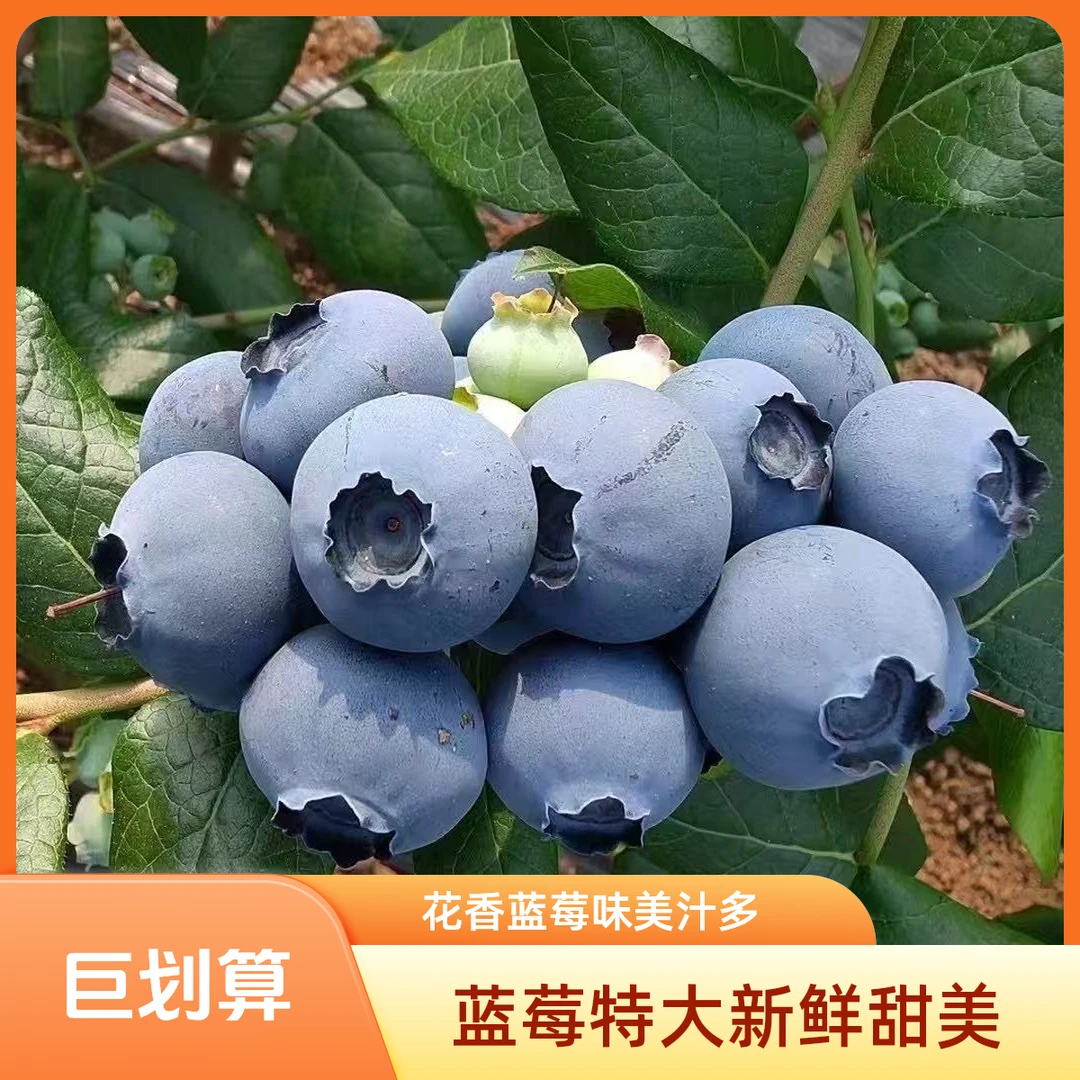 【拍六盒送六盒】蓝莓鲜果云南高山蓝莓新鲜脆甜水果带盒100g/盒