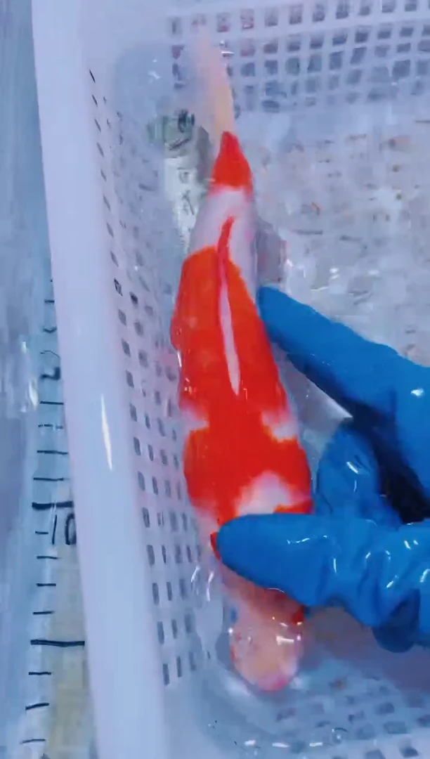 锦鲤血统锦鲤全场包邮86