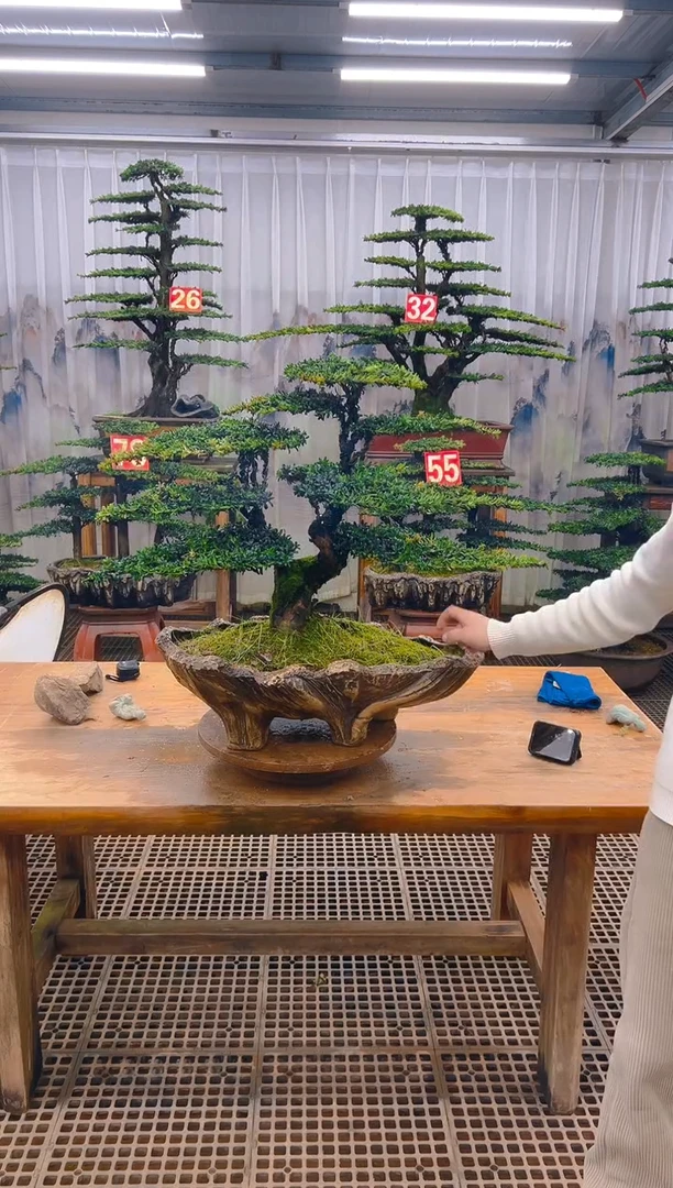 无花朵东**翰精品盆景直播间一物一拍