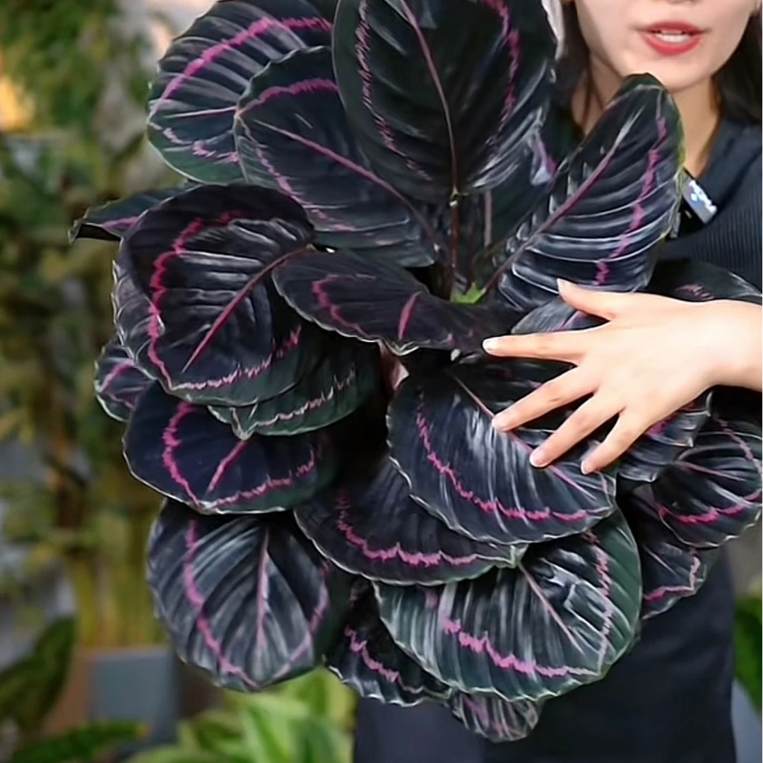 红美丽竹芋， 室内绿植