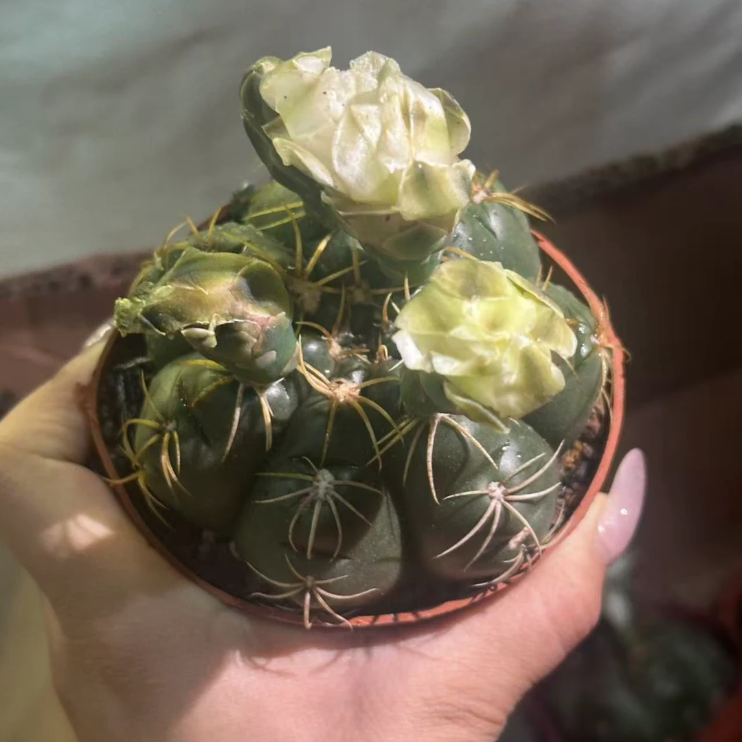 【海王】 不带花苞发货 仙人球植物漳州基地直发