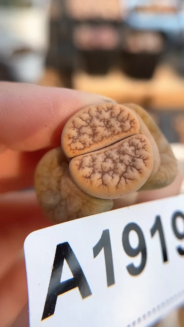 【闪购商品】1919直播一物一拍