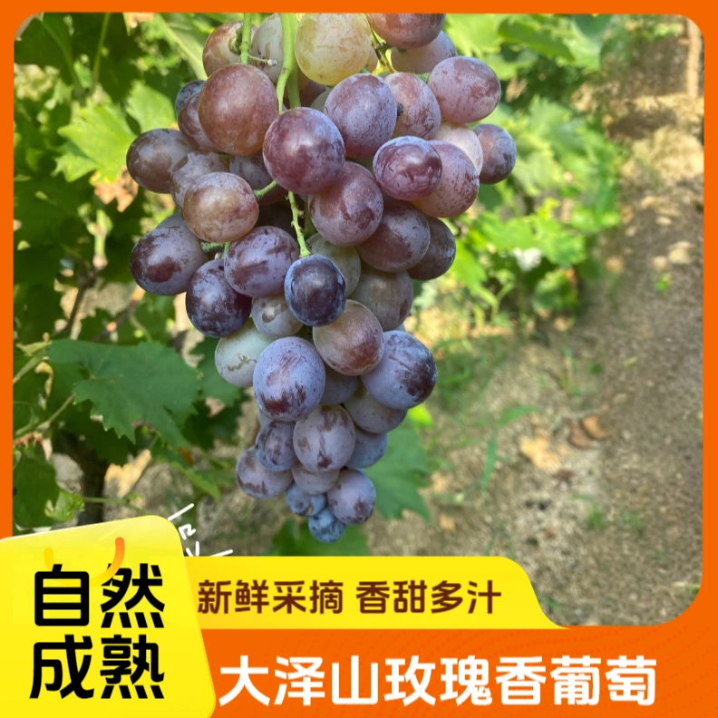 正宗大泽山玫瑰香葡萄新鲜采摘顺丰包邮孕妇水果