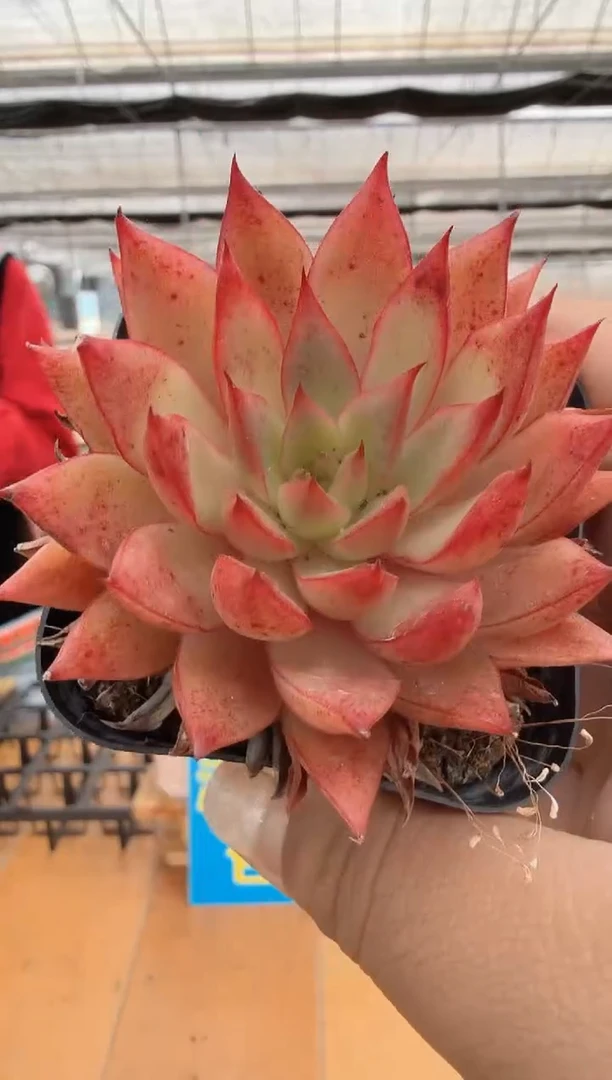 东云多肉园二店-106