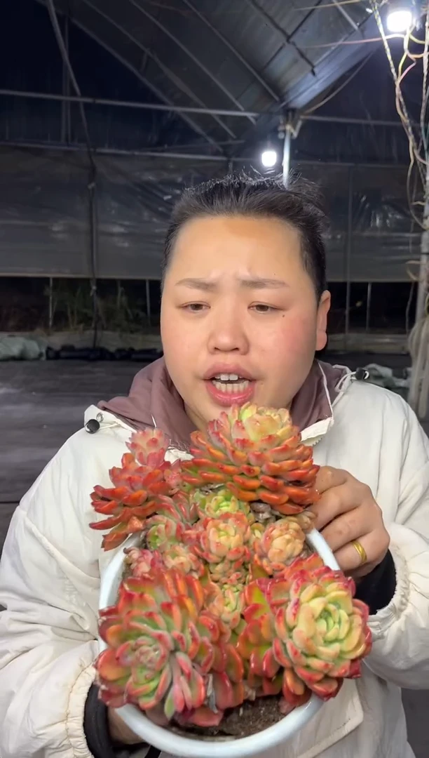 【闪购商品】74-芬达大群18CM7.8