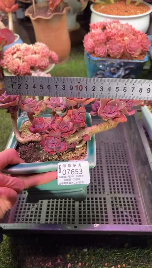 【闪购商品】07653