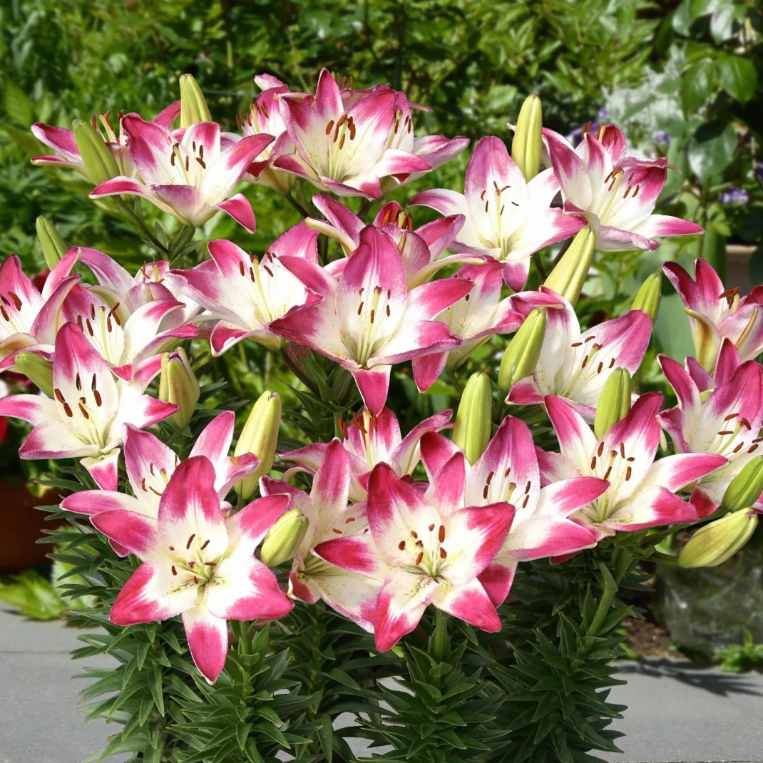 【棒棒糖】12/14 （小球）进口LA百合种球四季栽种盆栽地栽种球