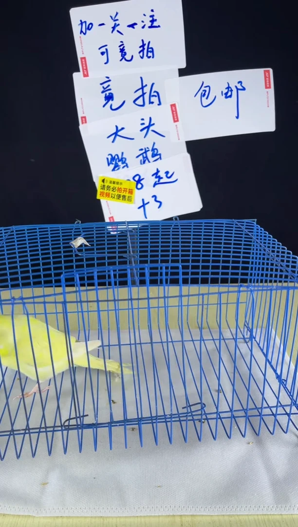 虎皮鹦鹉特色大头