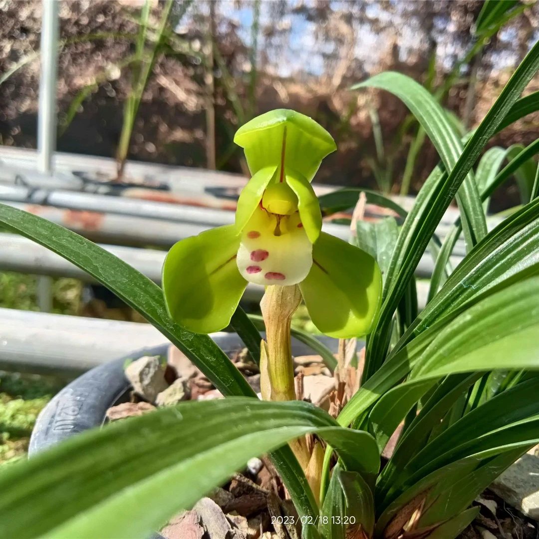 春兰-大团圆 名贵 春兰荷瓣矮种大团圆 办公室内阳台绿植花卉