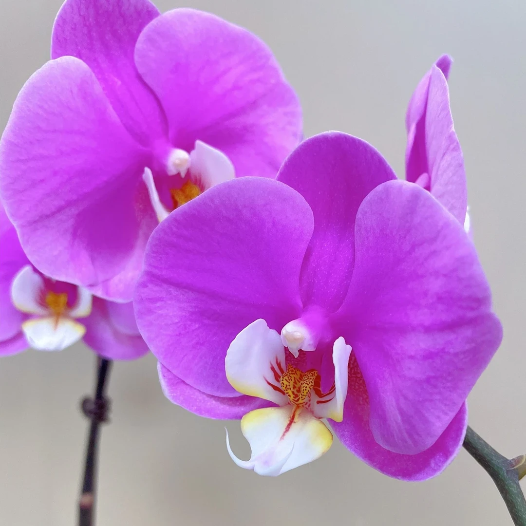 【一小时到家・安娜 10花蝴蝶兰组盆】粉紫色系大花型 好看耐养百搭送人鲜花小时达同城配送