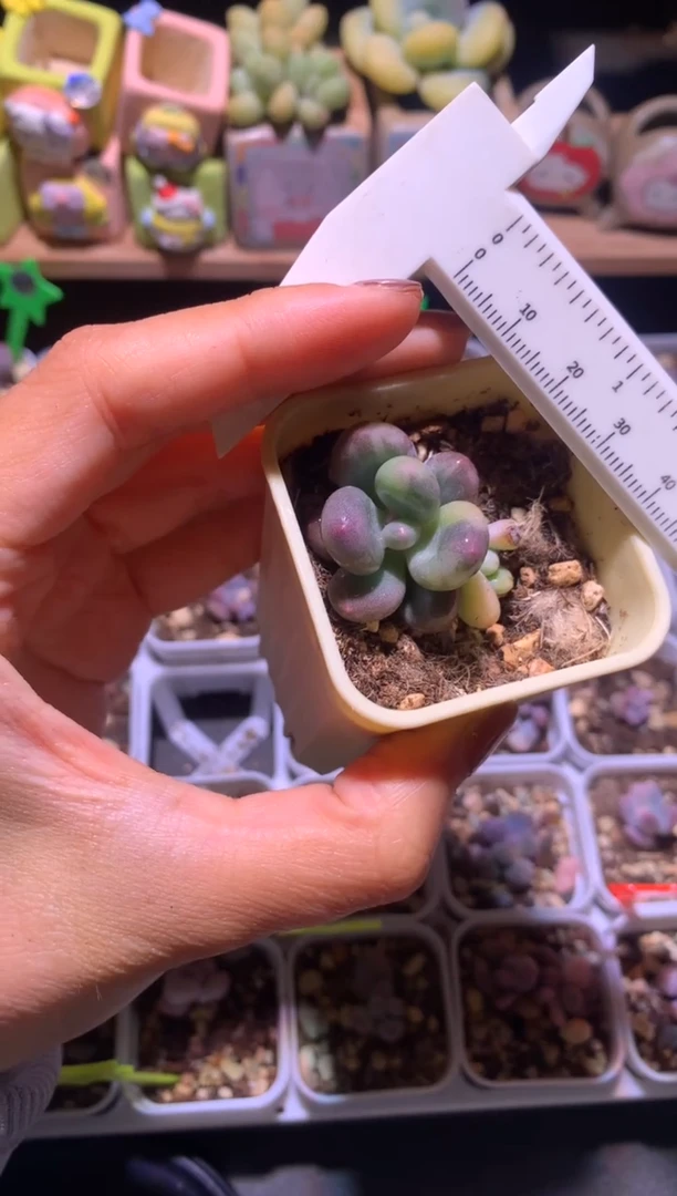 紫皮奶酪锦多肉啊