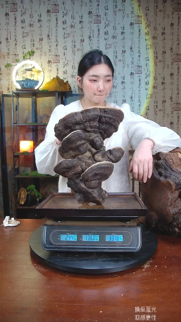 红缘拟层孔菌中国大陆【藏区 野生】松树桑黄（4.25斤）50-60年份