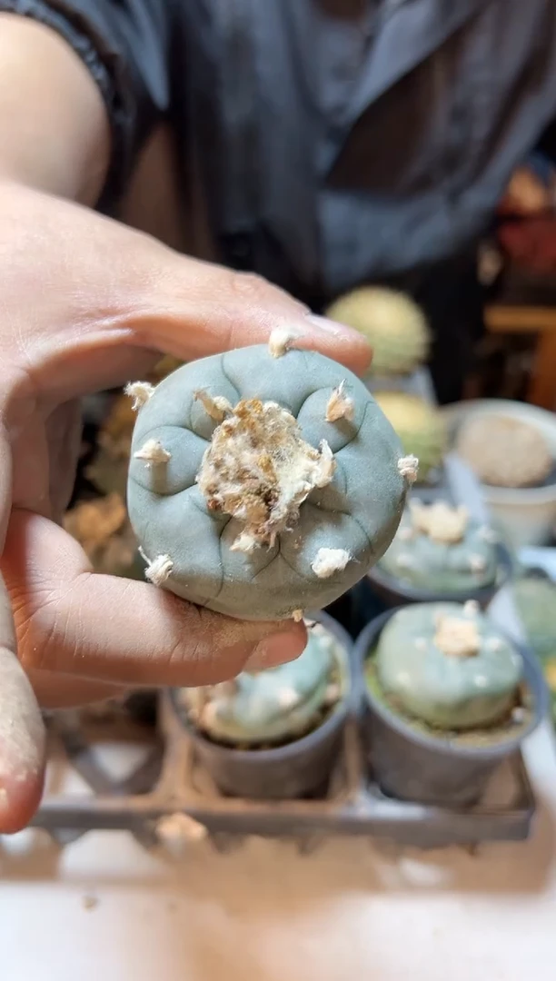 【闪购商品】实生AKK勒骨乌5公分带盆