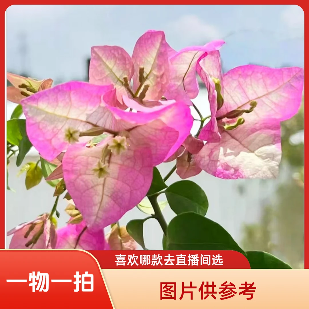 【三角梅-彩花四季开花勤花】落花落叶光杆折枝正常现象无售后】