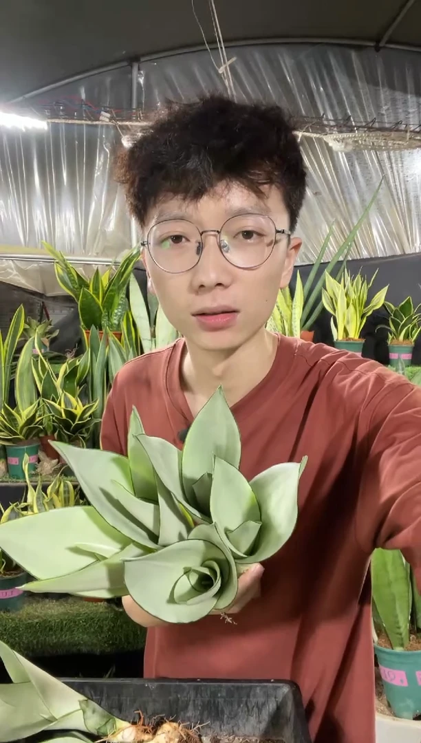 （福利）奶油白玉裸根5棵9.99