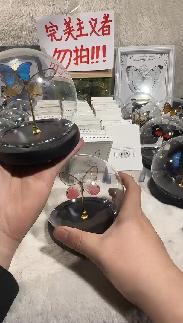 木黄晶晶眼 玫瑰晶眼蝶