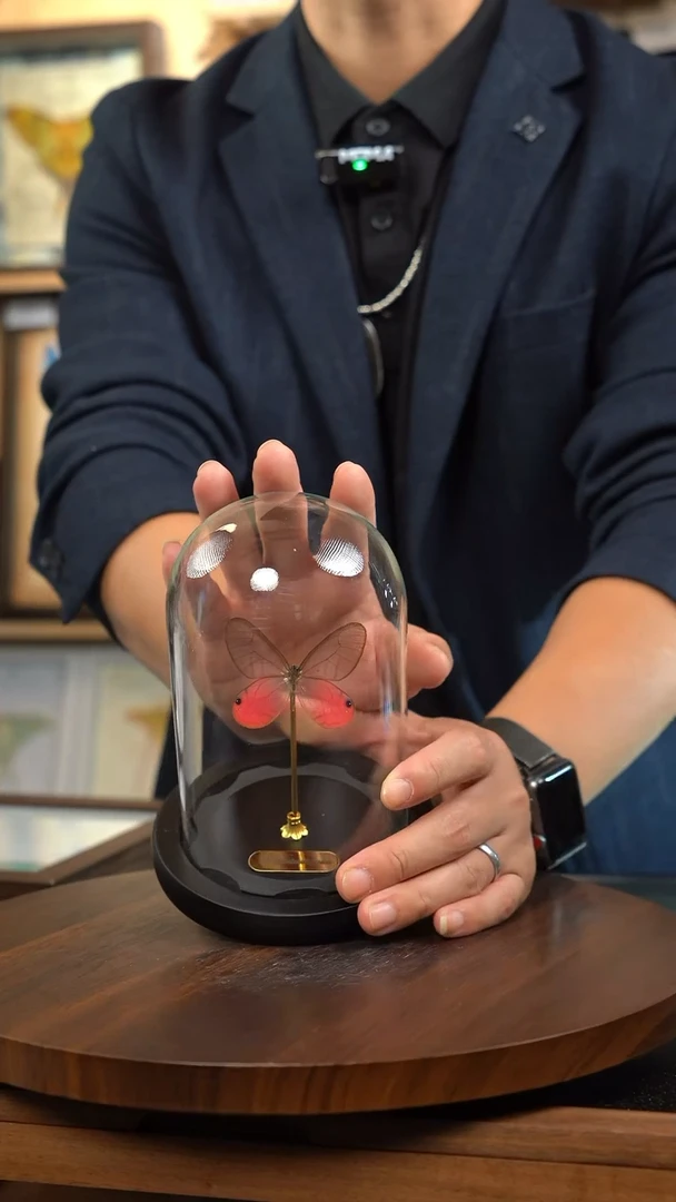 玫瑰绡眼蝶小号玻璃罩