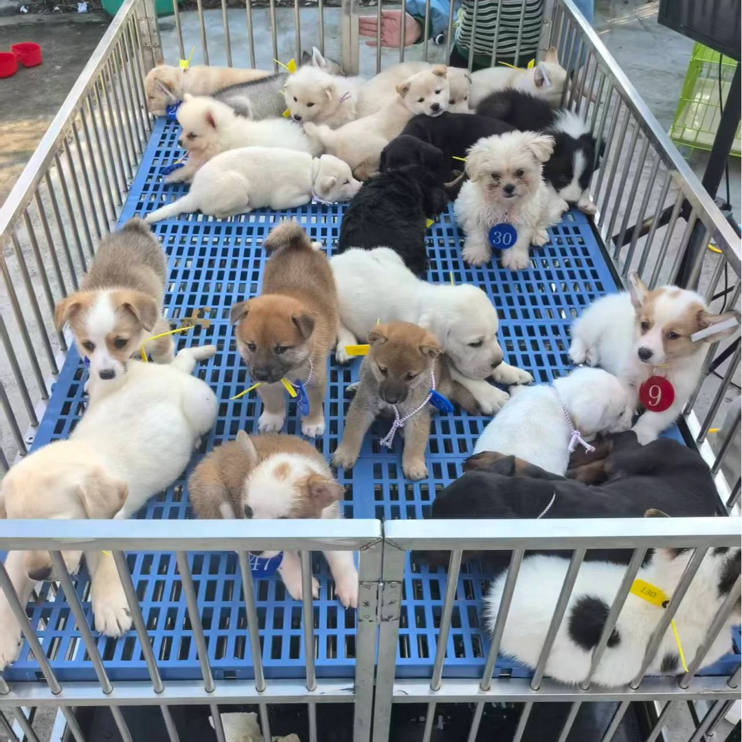 基地直发活体纯种精品狗狗顺丰包邮