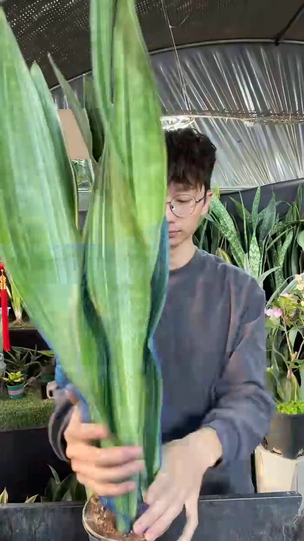 百合虎皮兰带盆28.8