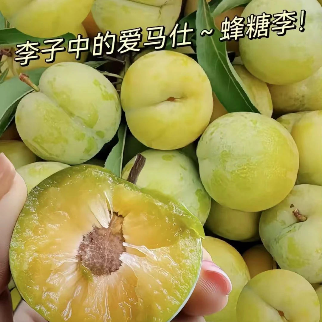 【李子树苗】带土大果耐寒蜂糖李西梅血香妃李大红袍离核南北方种植