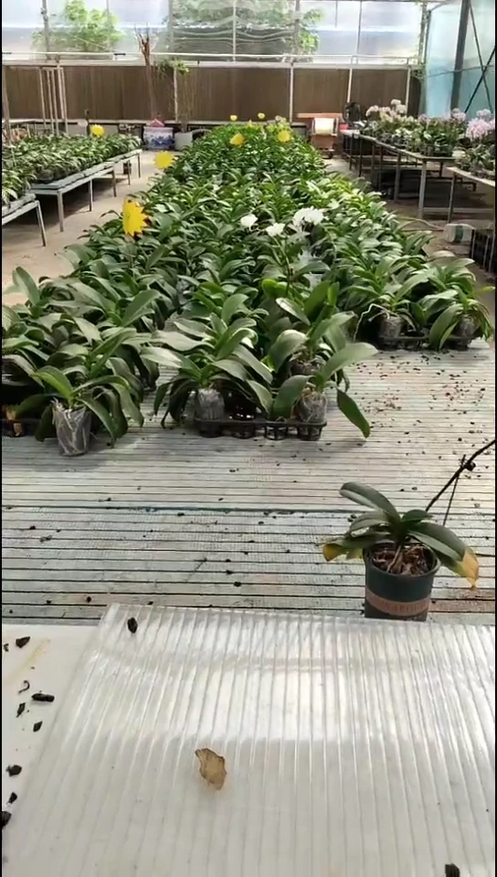 完全开放樱桃福利价