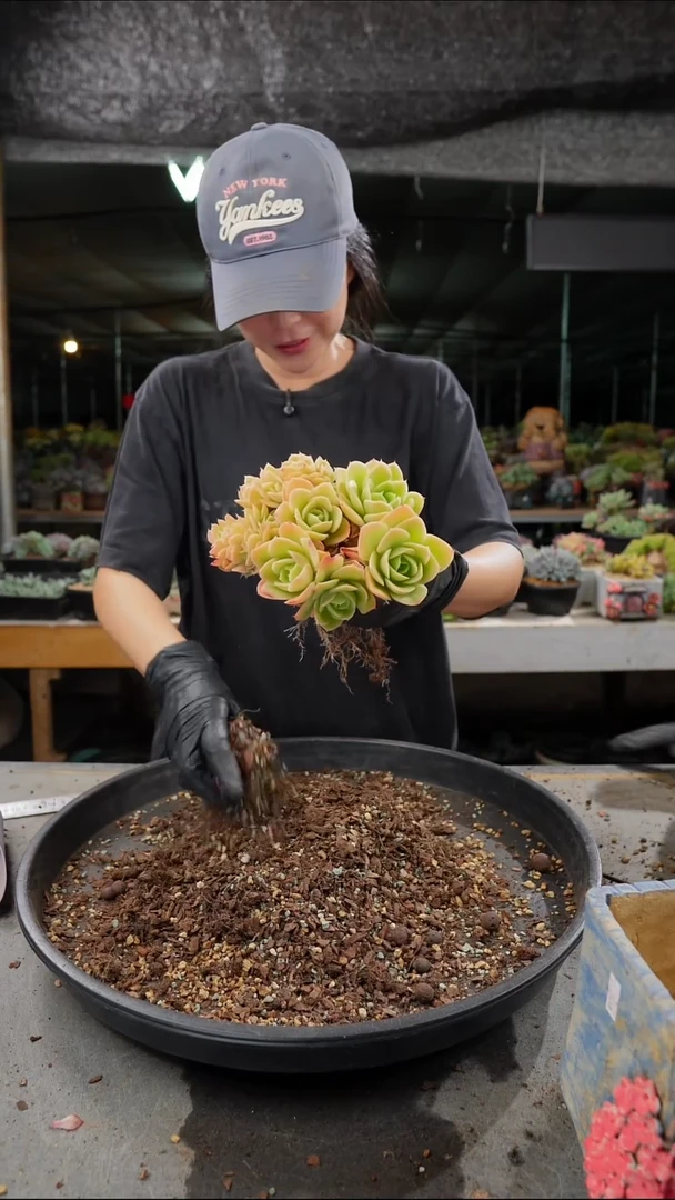 做*己0236号星那塔缀