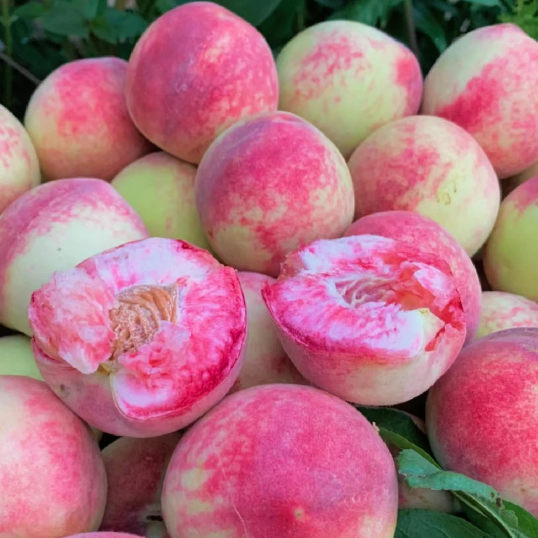 贵州百花桃现摘现发新鲜脆甜坏果包赔4.5斤顺丰包邮