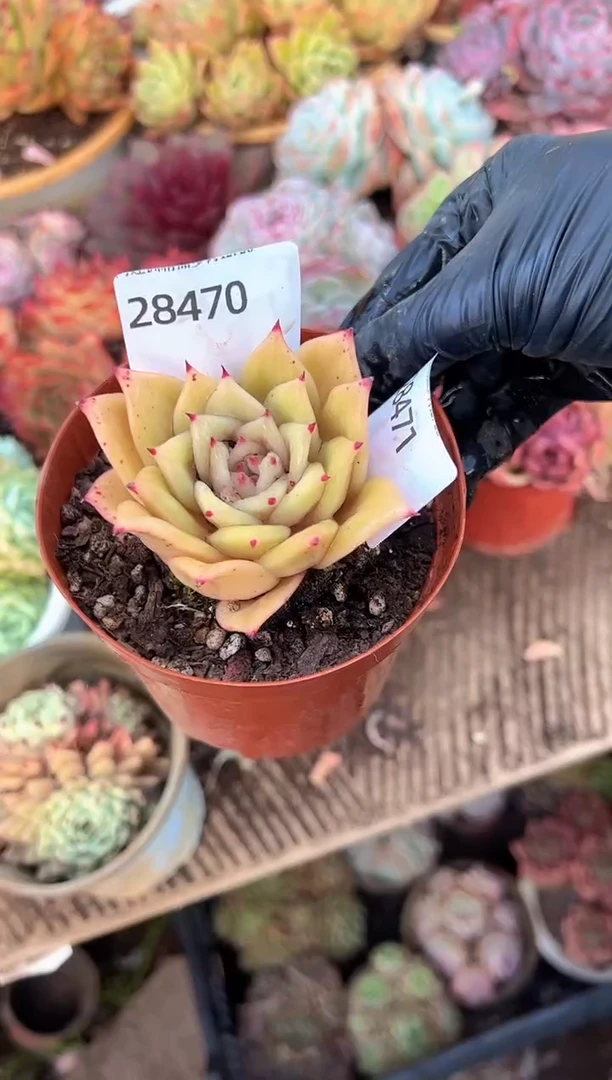 绿**沙多肉植物一物一拍28471
