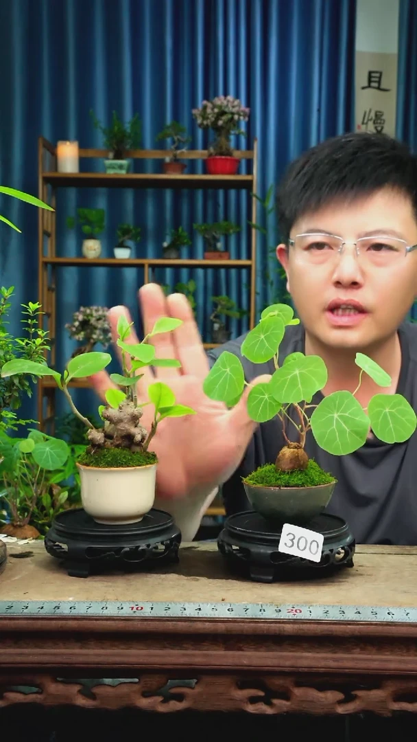 无花朵苔藓微景观300号
