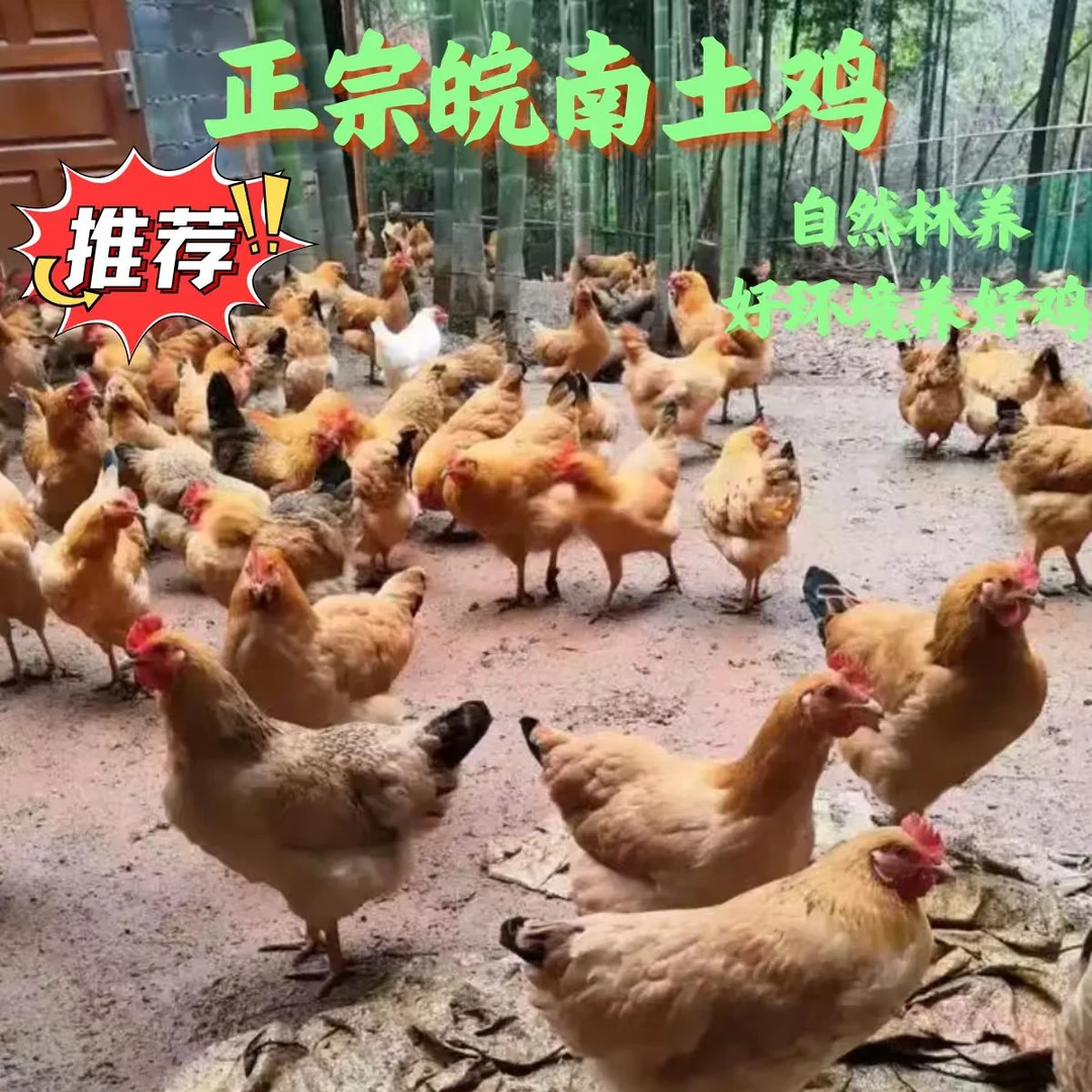 徽韵散养走地鸡老母鸡500天毛重三斤左右鸡肉同城配