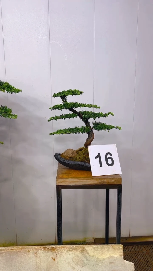 无花朵一物一拍一物一拍