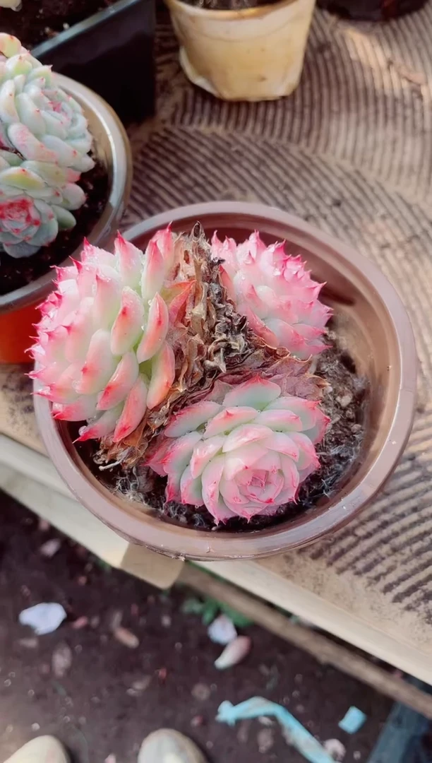 ?****?跃跃精品多肉22083