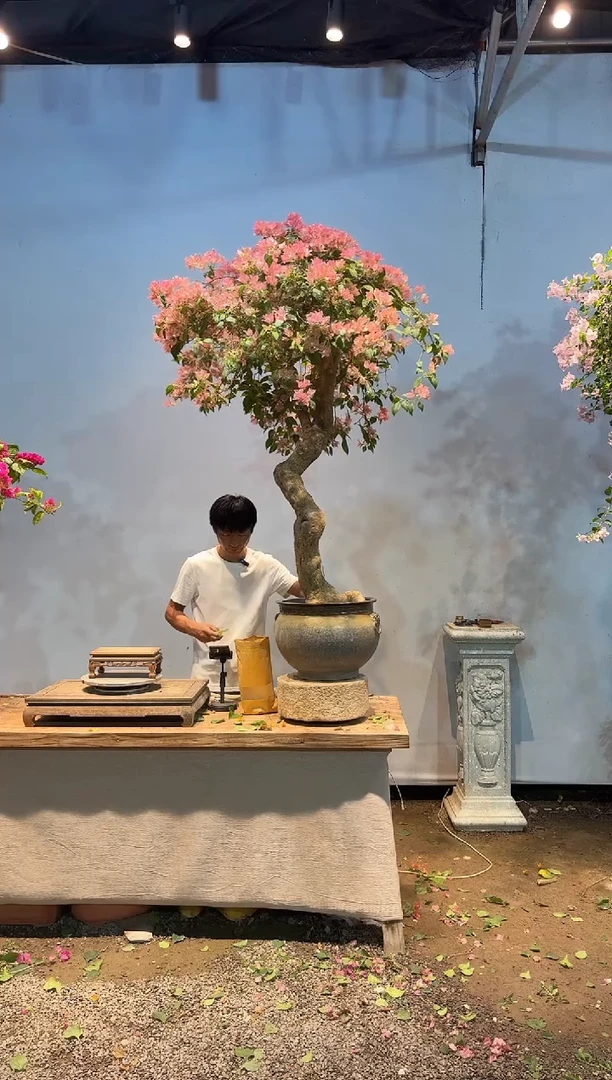 全部花朵花*三角梅25