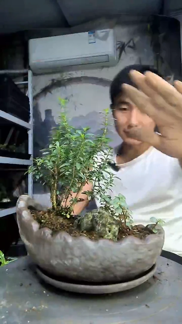 小*逵中青园艺一物一拍33