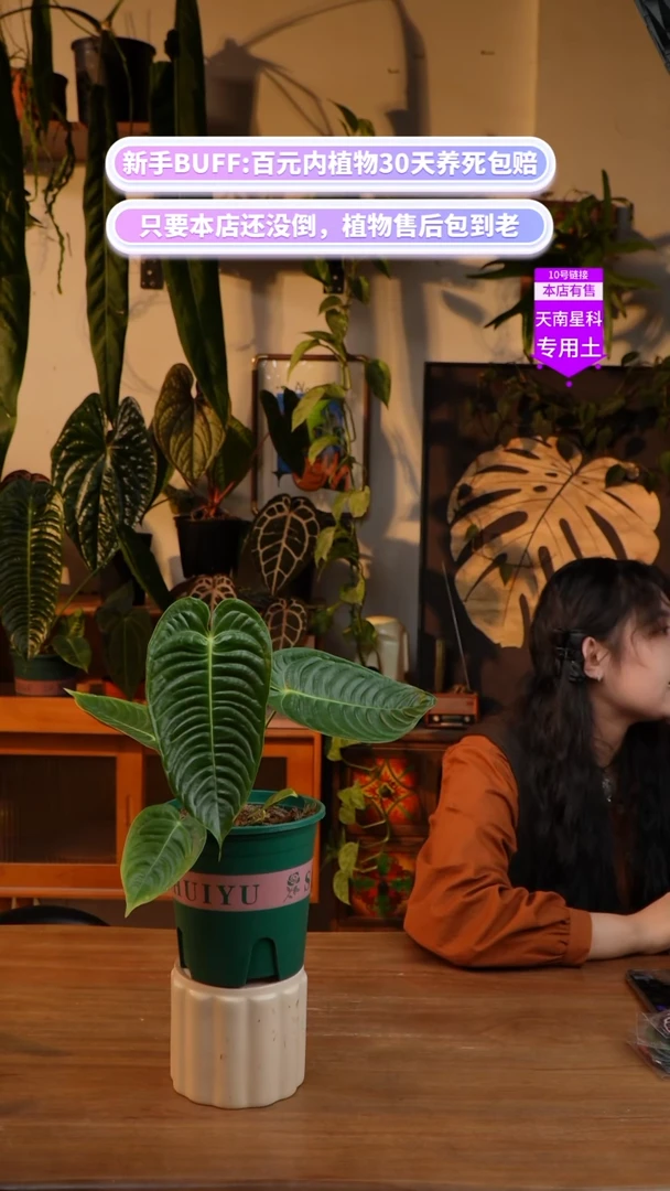 不开花植物火鹤王