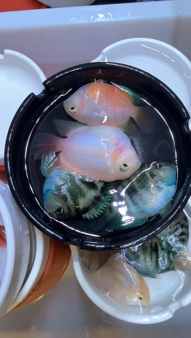 红宝石鱼胭脂一对宝蓝一对