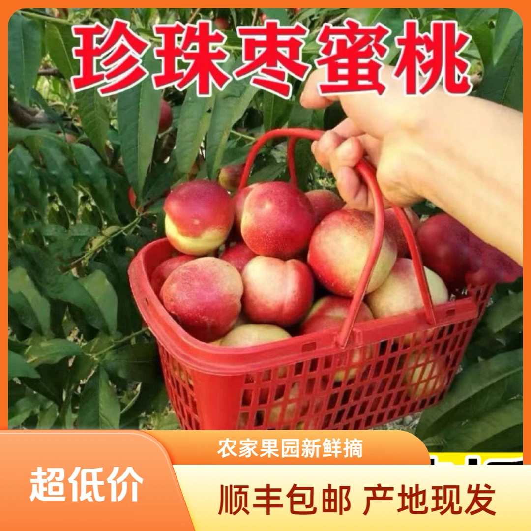 5斤山西运城桃子】珍珠枣油桃现摘现发甜当季新鲜水果爆甜