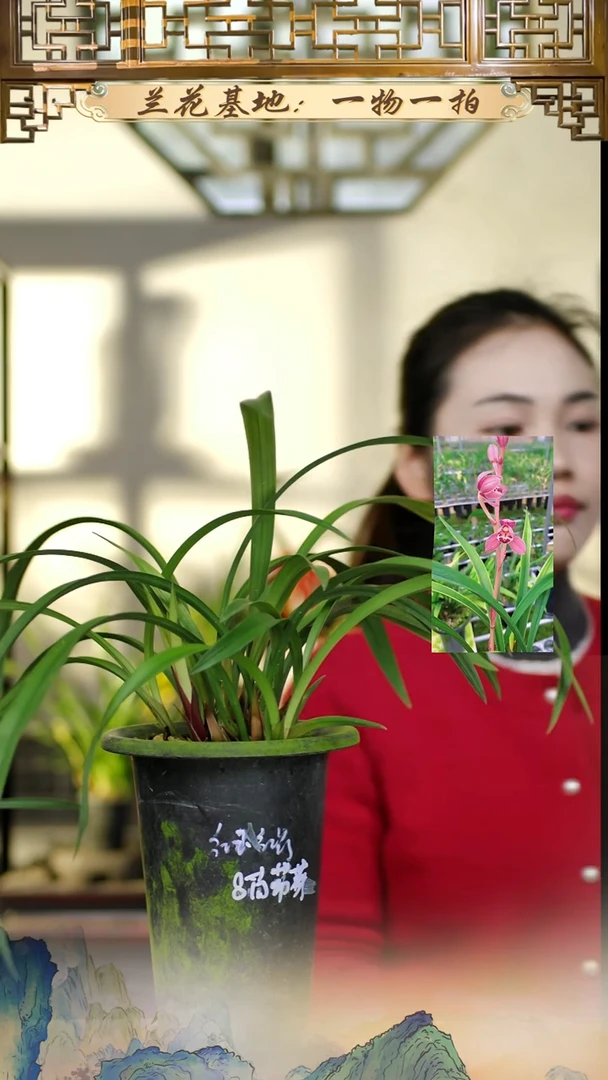 全部花苞红玉红荷