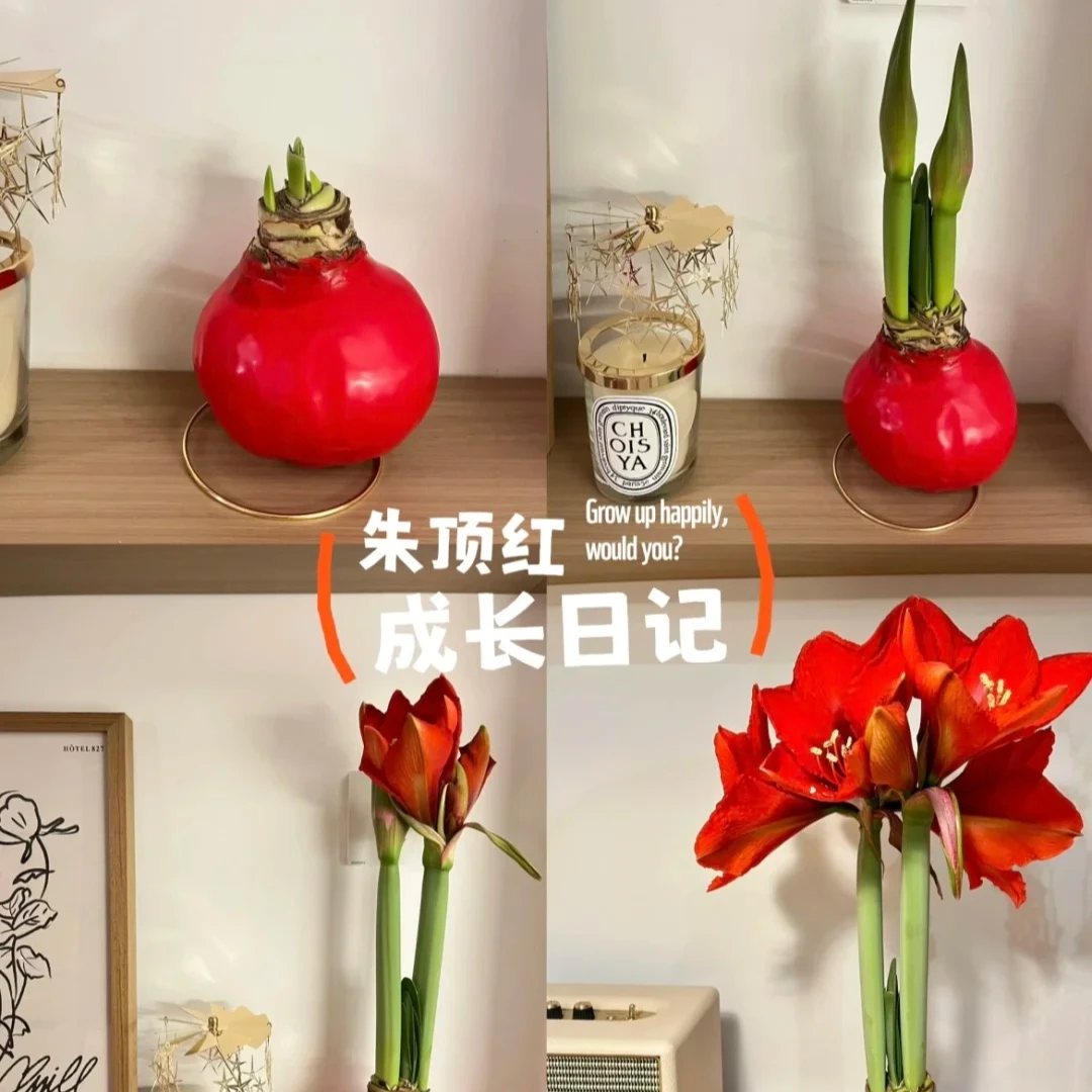 封蜡朱顶红进口特大球四季开花室内阳台懒人花卉过节礼品年宵植物