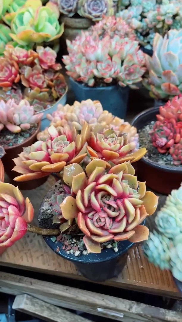 【闪购商品】23079