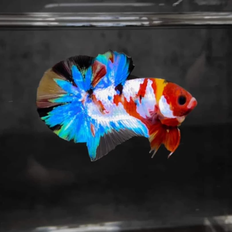 136号越南子弹头斗鱼