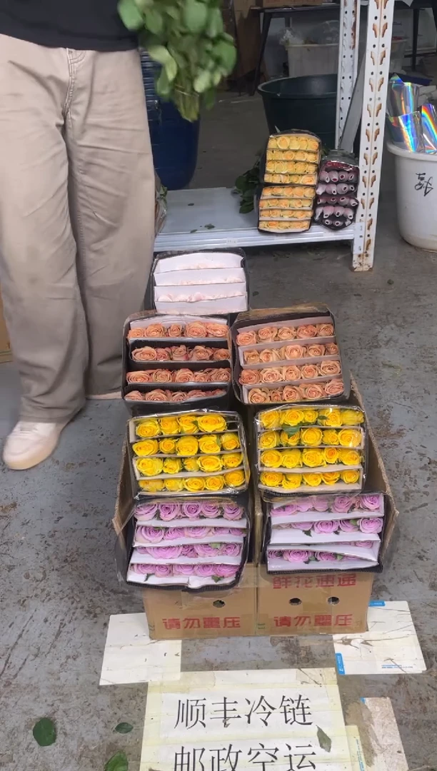 紫霞20枝+卡布20枝+曼塔20枝+金枝20枝