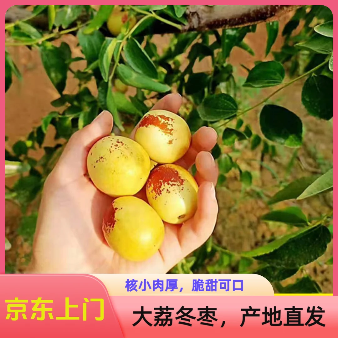 【JD上门】正宗陕西大荔冬枣冰糖脆甜小红枣3/5斤新鲜水果皮薄头茬