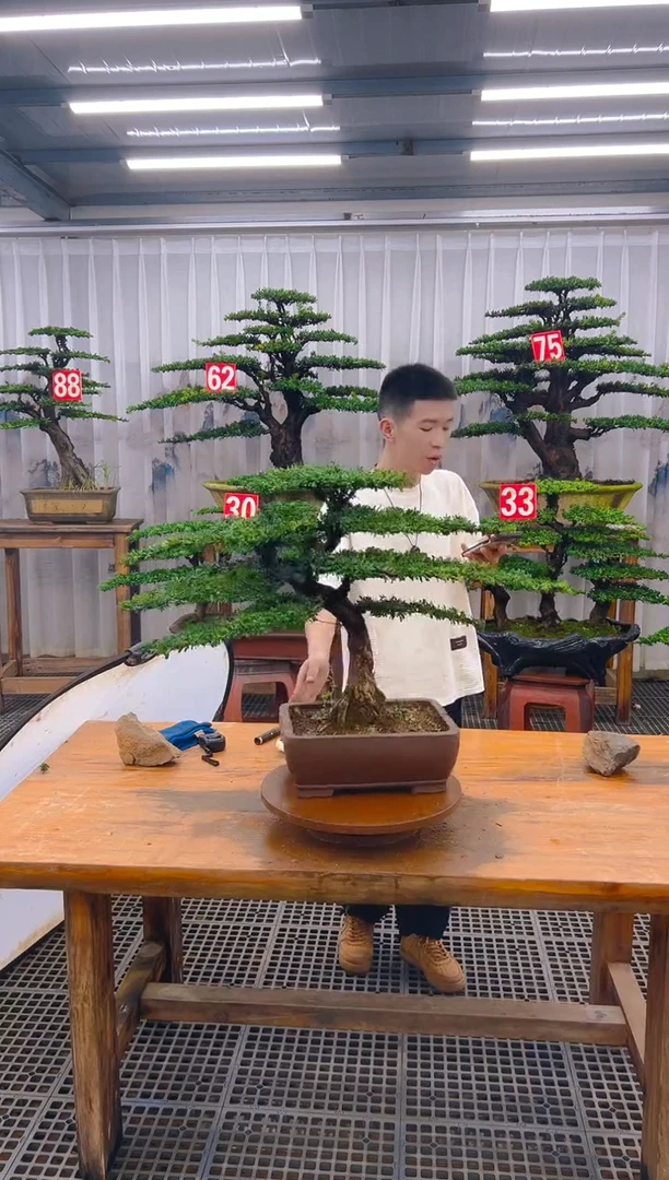 无花朵精品盆景直播间一物一拍