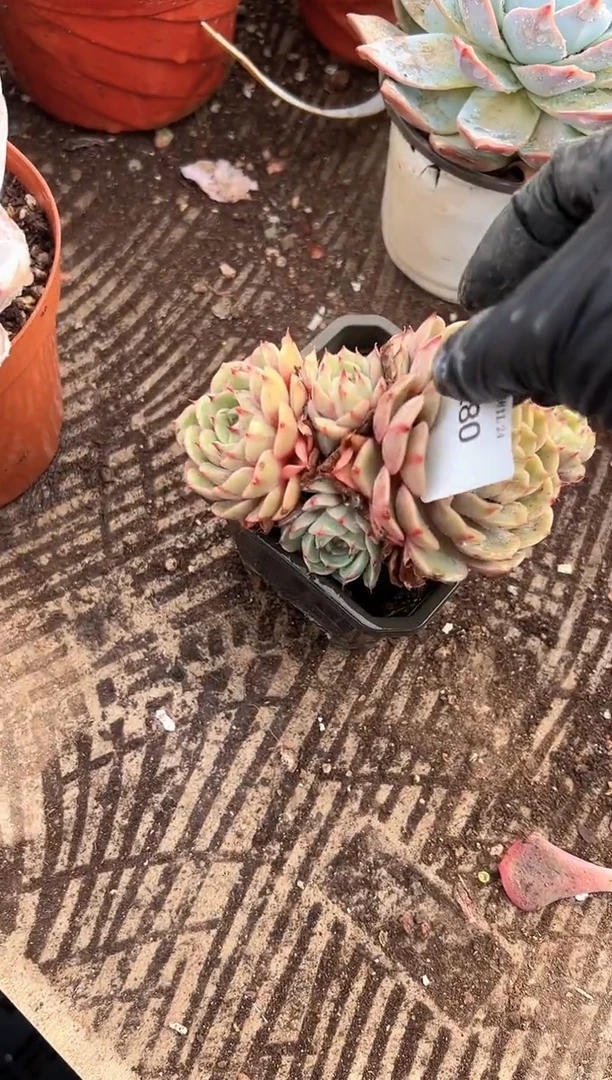 2*_多肉植物一物一拍24280