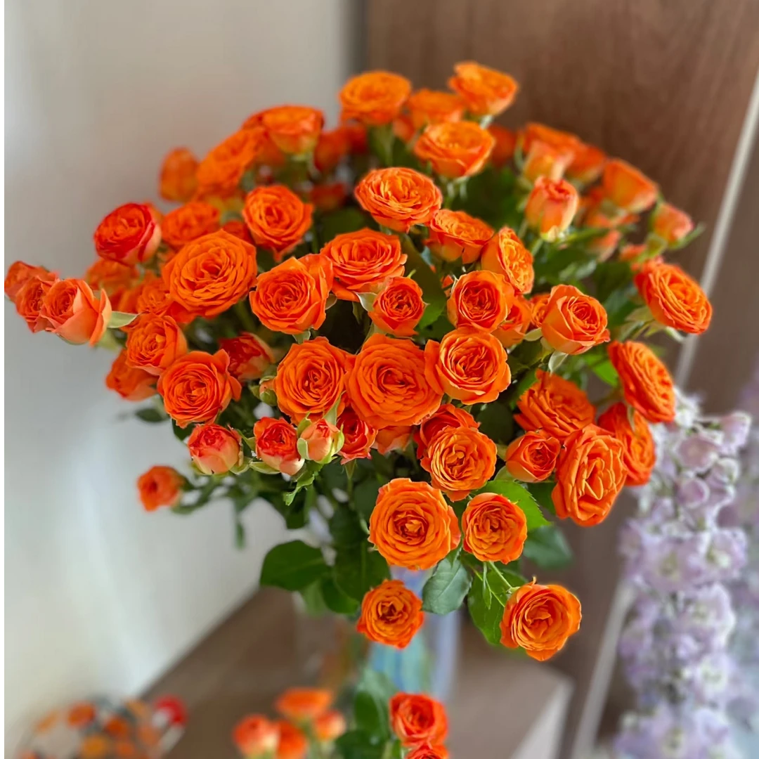 【橙芭比】鲜花 鲜切花水养礼物花期长