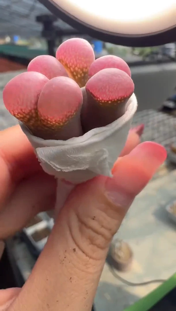 20-12多肉植物肉锥紫衣纱一颗